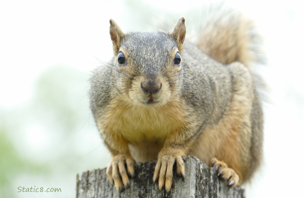 Squirrel looking down from a wood fence post