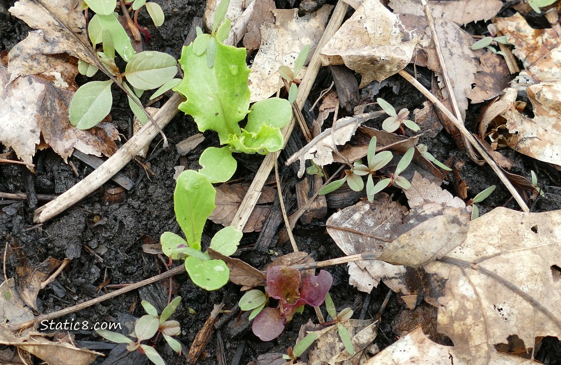small lettuce plants