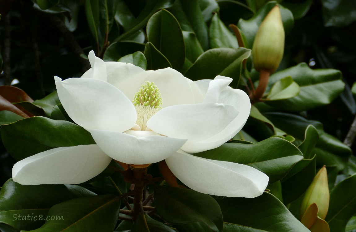 White Southern Magnolia bloom with buds in the background