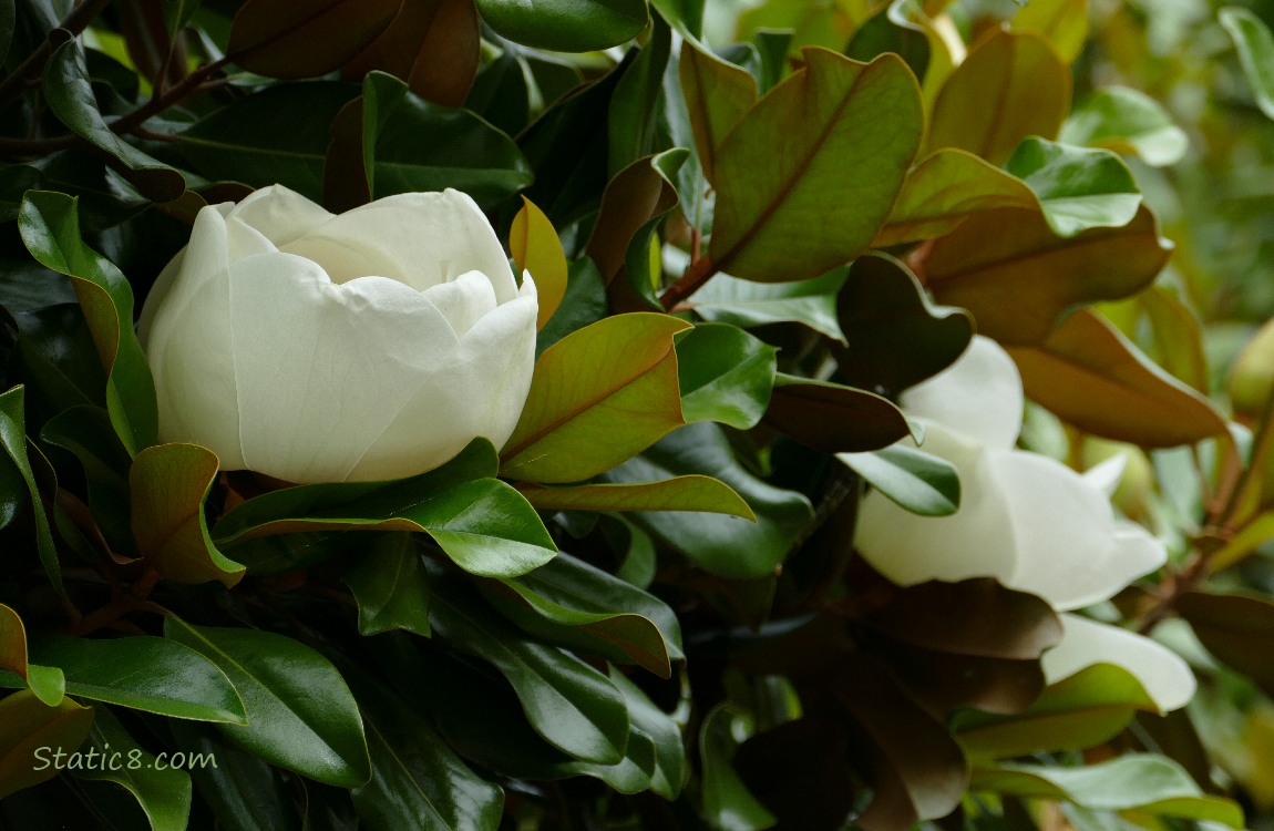 Two white Southern Magnolia blooms surrounded by green leaves