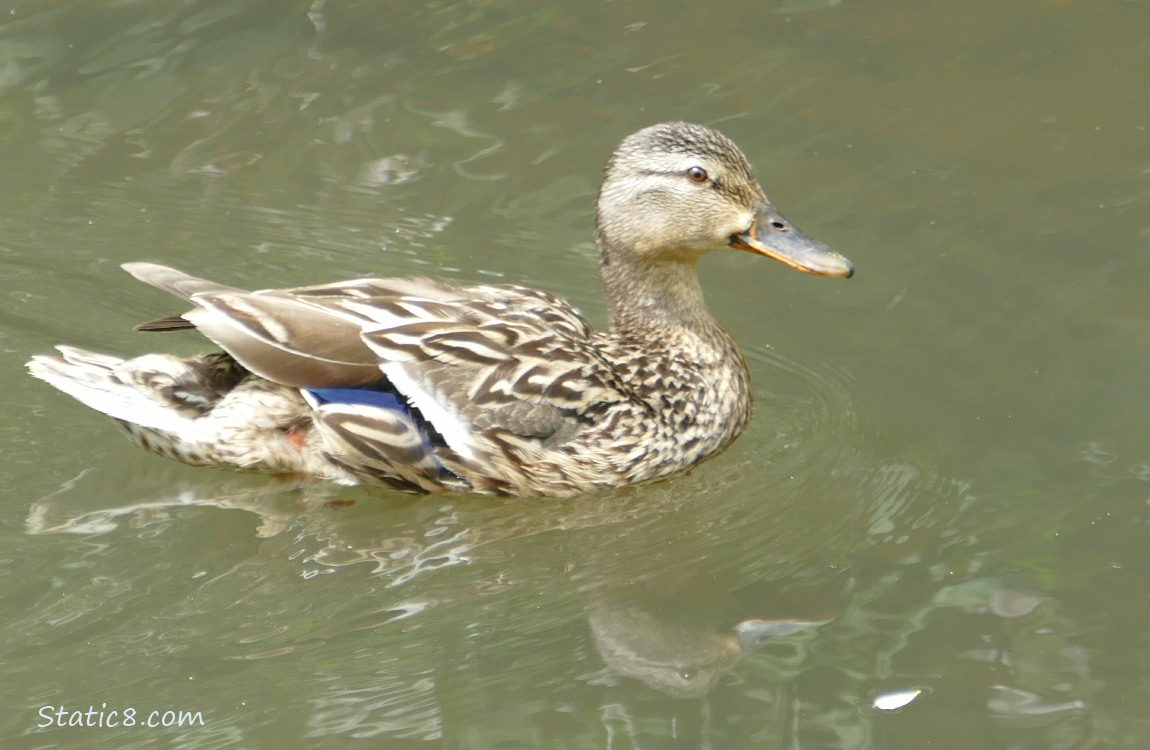 Female Mallard paddling on the water