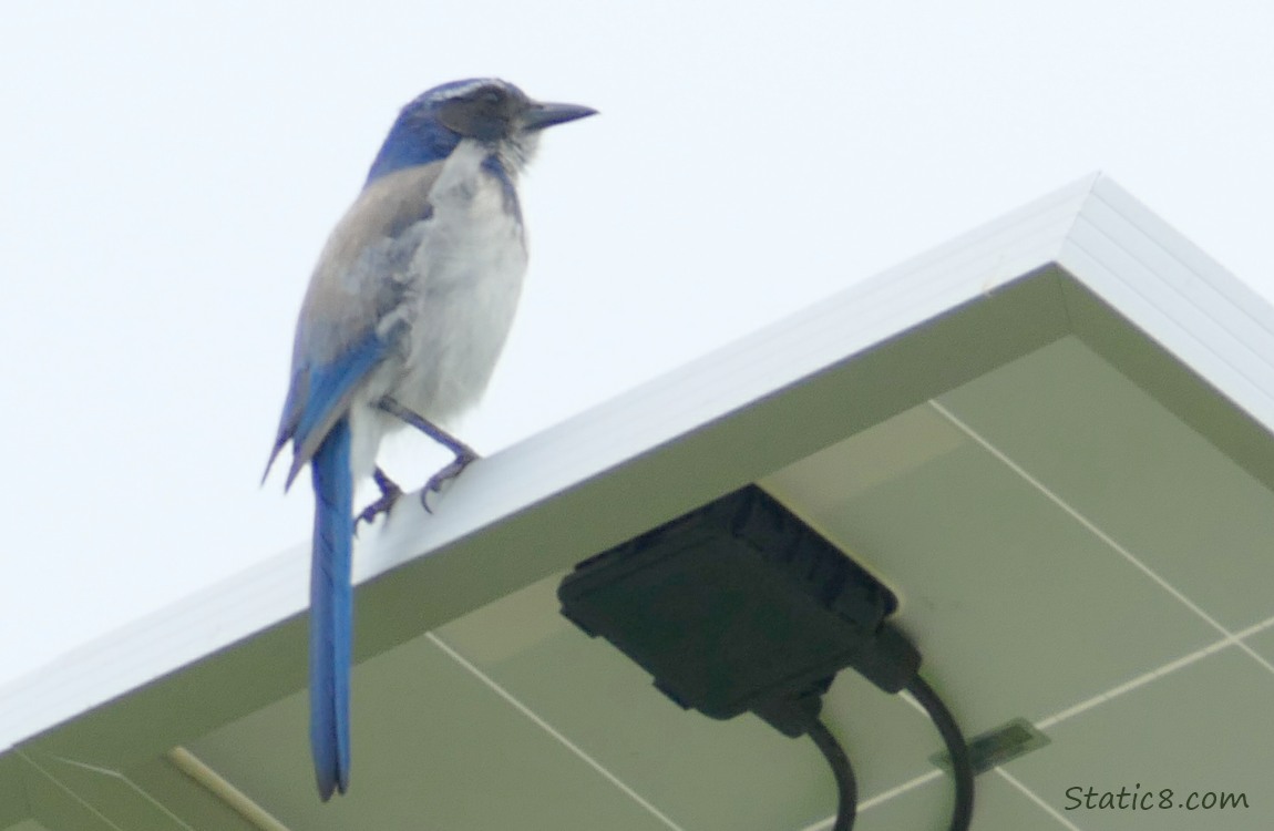 Scrub Jay standing on a solar power grid for a street lamp
