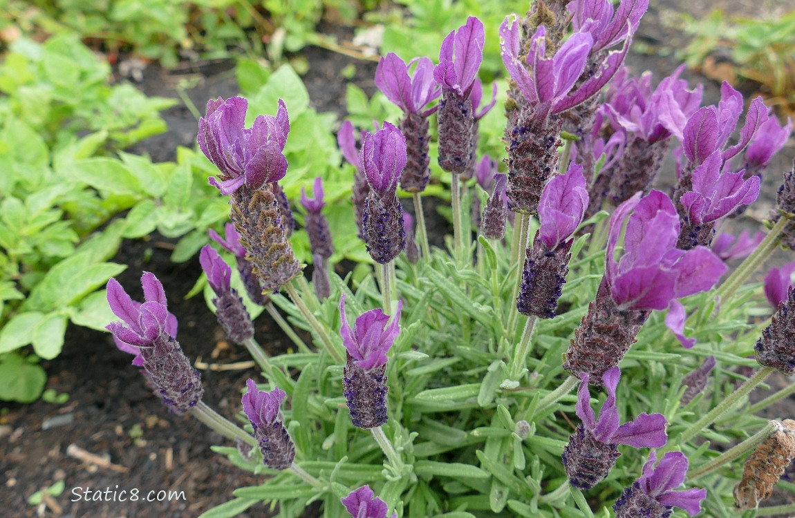 Spanish Lavender blooms