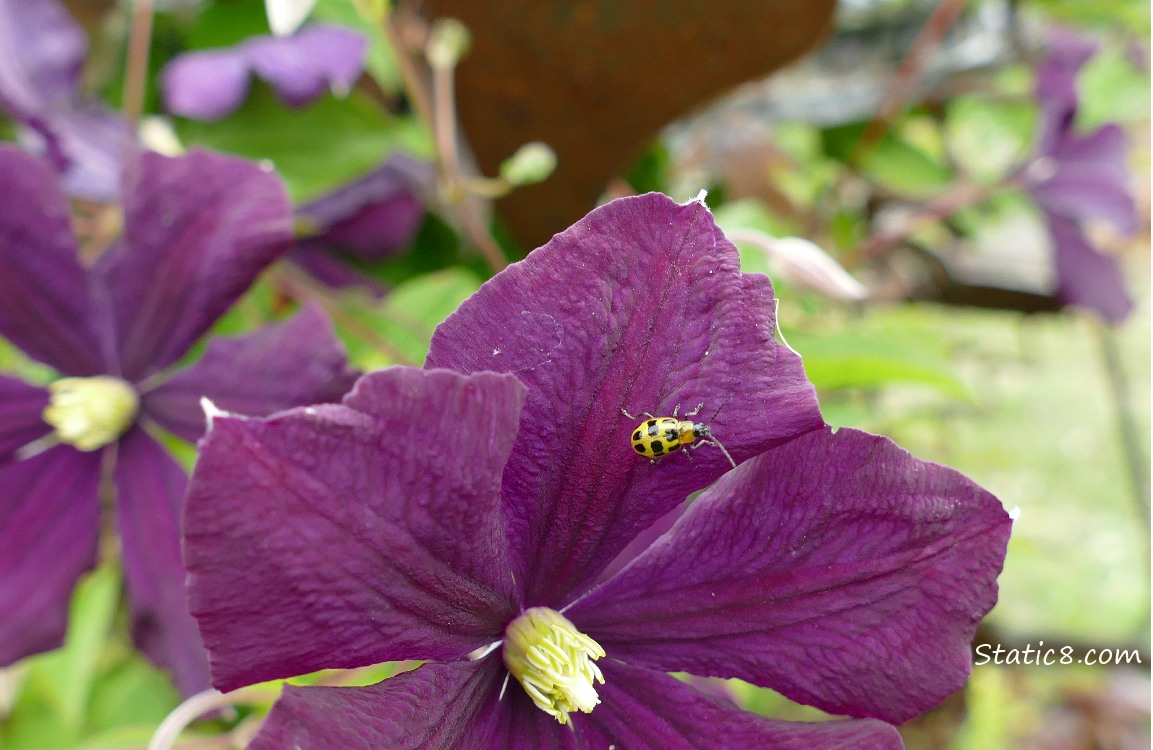 Spotted Cucumber Beetle on a purple Clematis flower