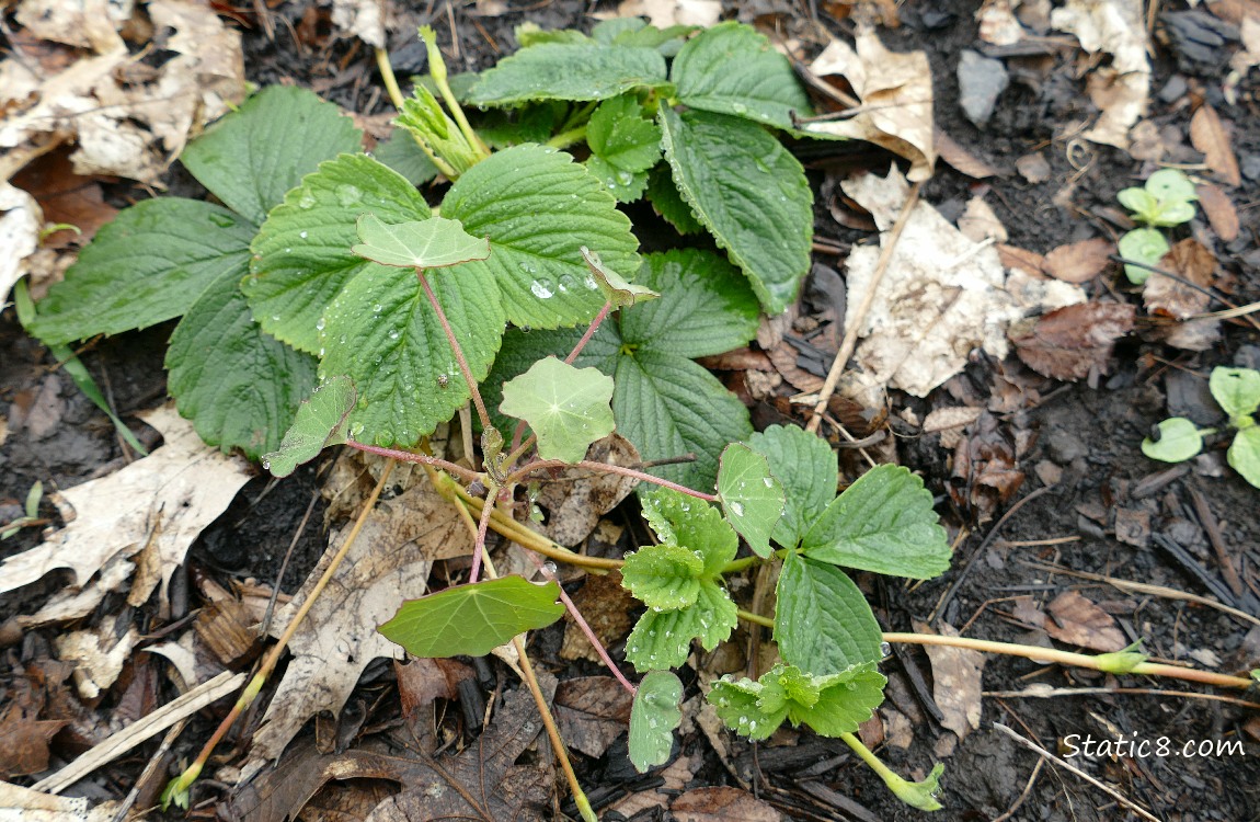 Strawberry plant with small nasturtium growing in it