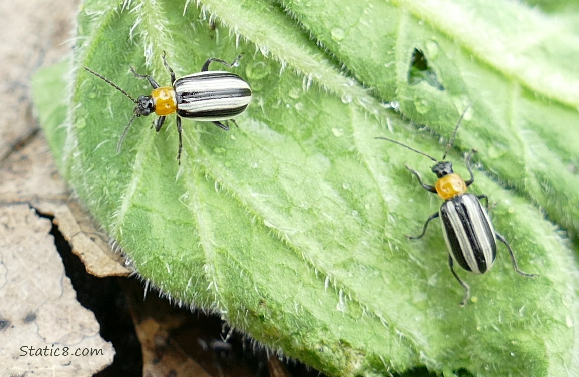 Striped Cucumber Beetles walking on a green leaf