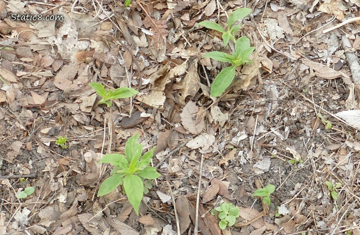 Sunchoke seedlings