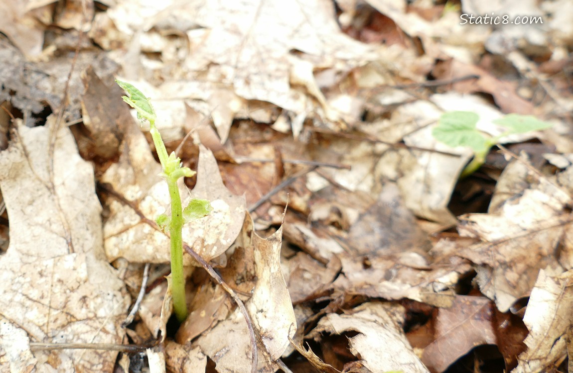 Bean plant missing its leaves