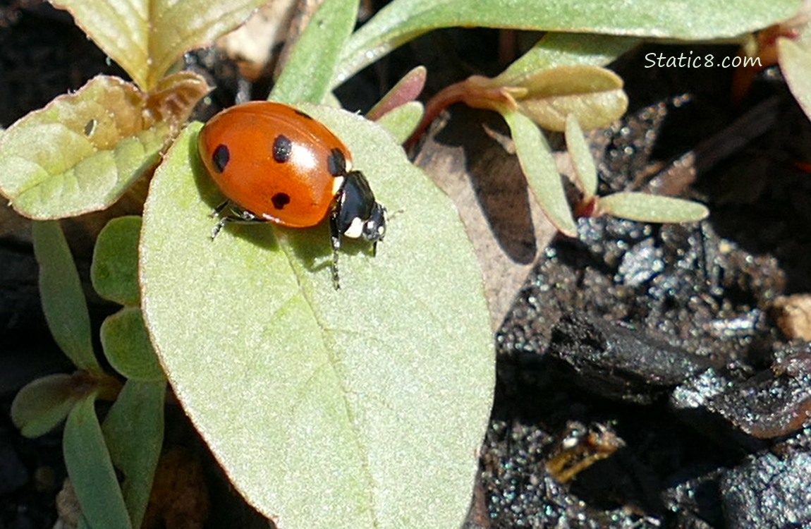Seven Spot Ladybug walking on a green leaf