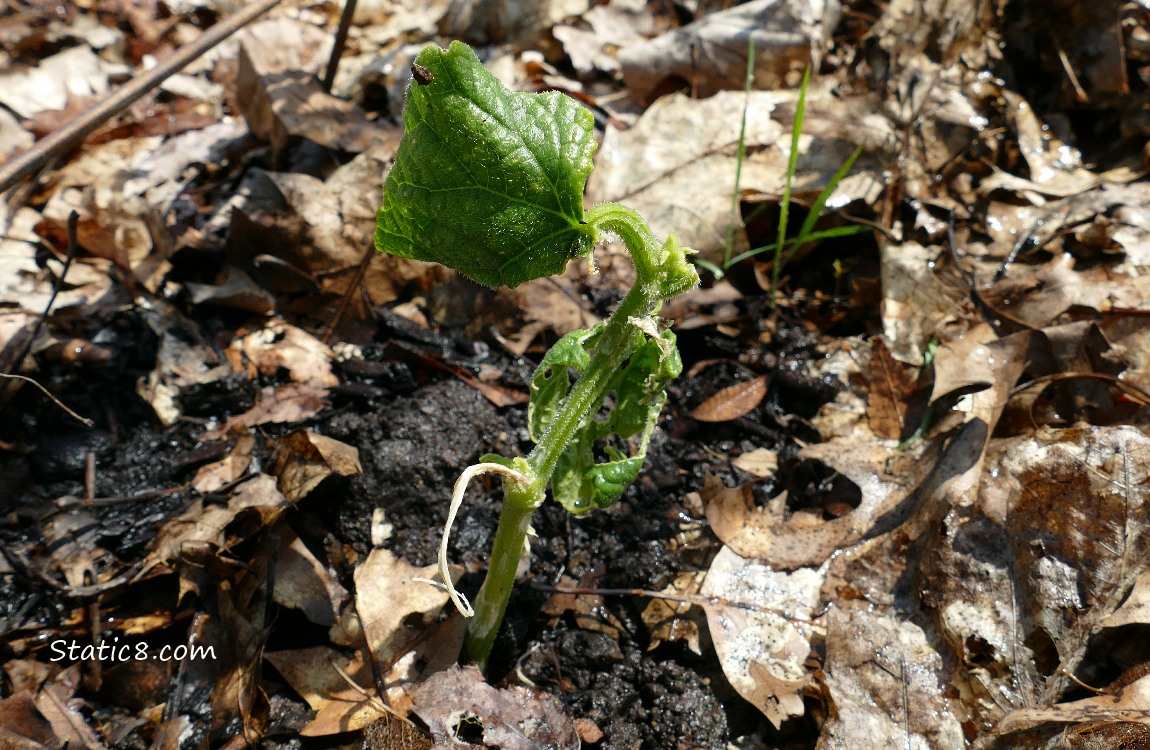 mutilated cucumber seedling
