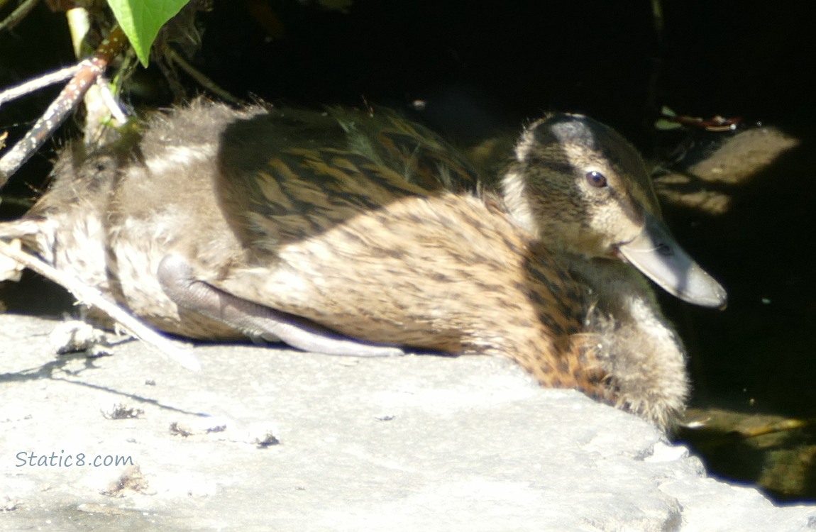 Mallard duckling sitting on a sunny rock