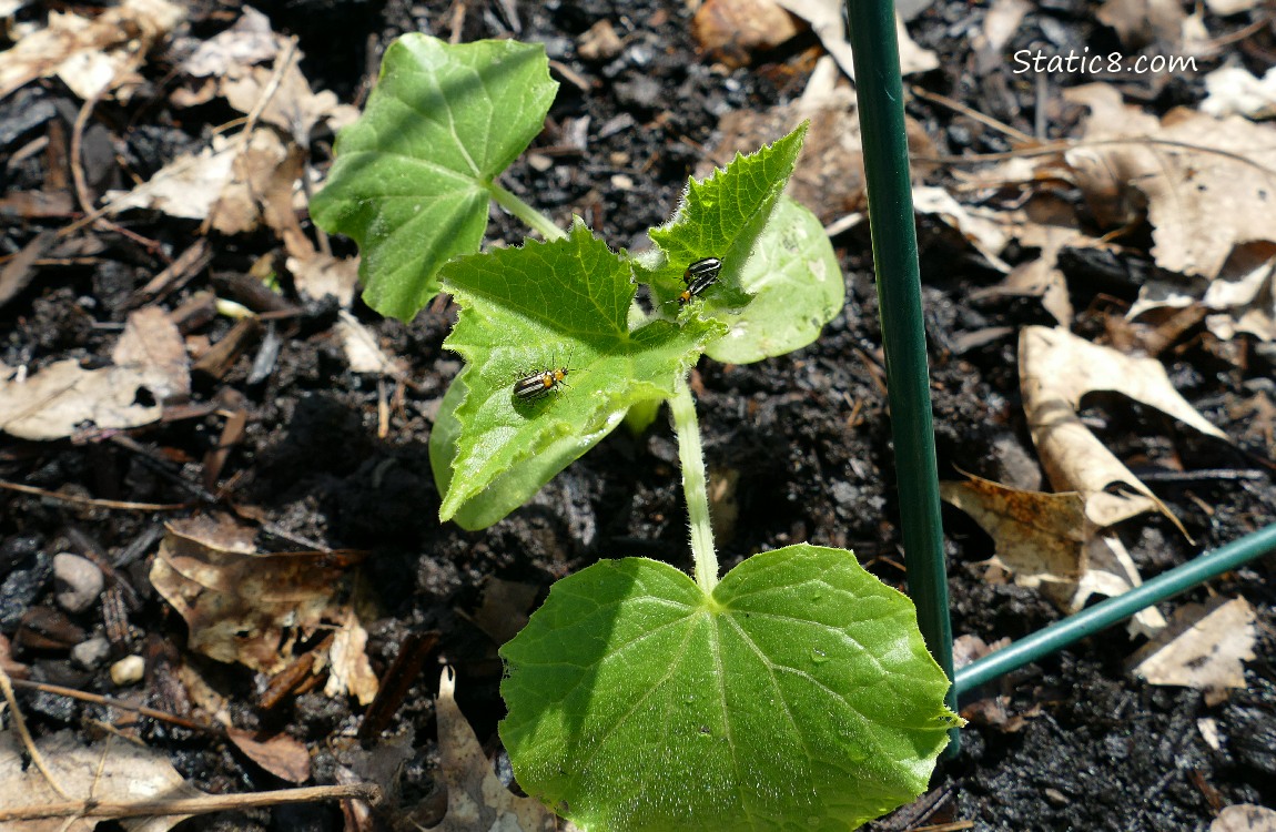Cucumber plant with bugs on it