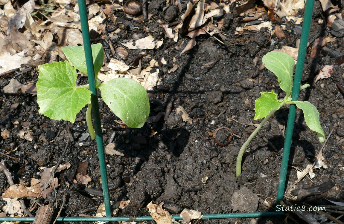 Cucumber seedlings