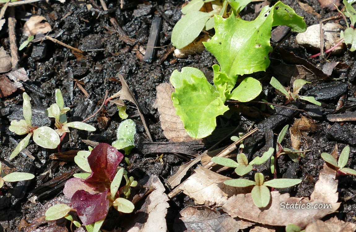 Lettuce seedlings
