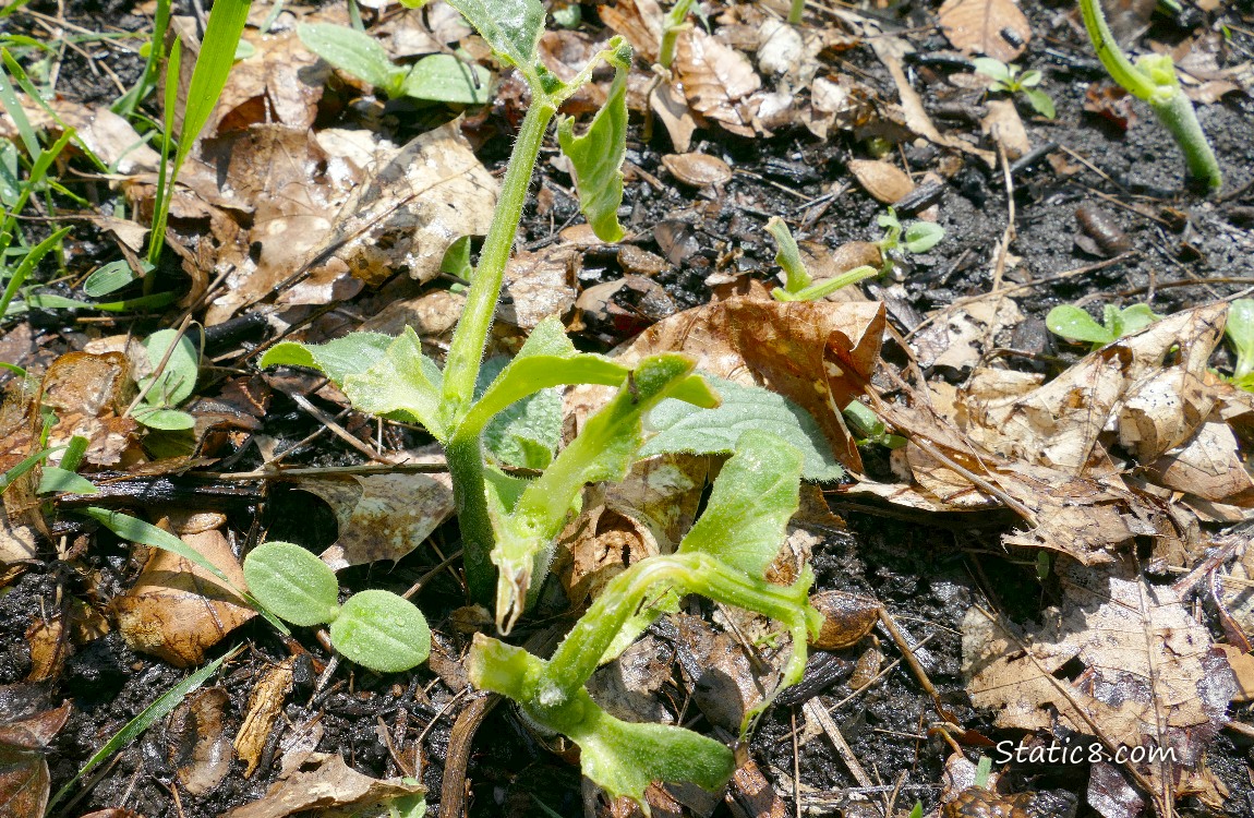 Slug munched squash plants