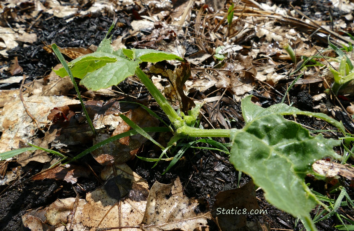 Slug munched squash plants
