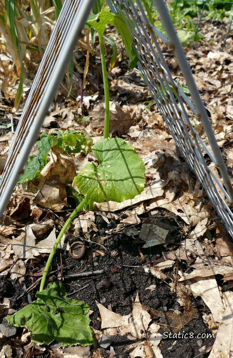 Squash plant under a metal grid with a wilted leaf