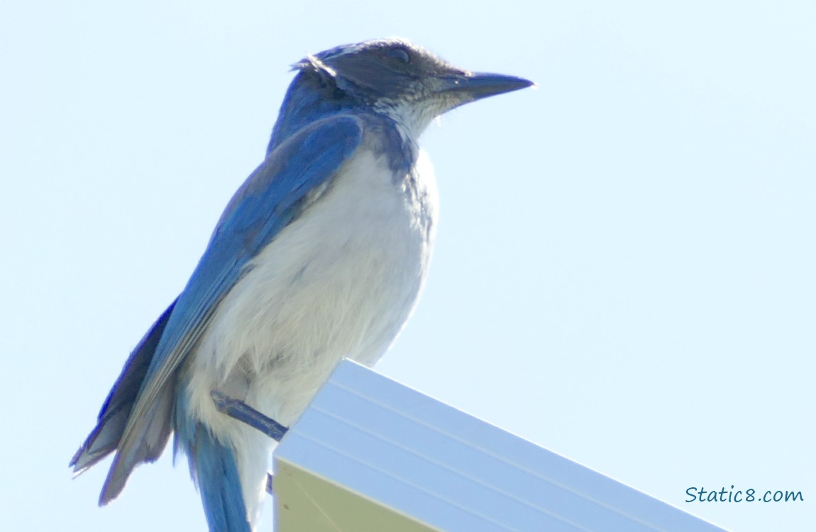 Scrub Jay on a solar panel