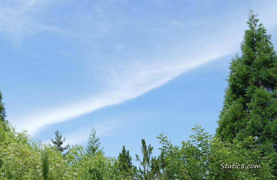 Blue sky over green trees