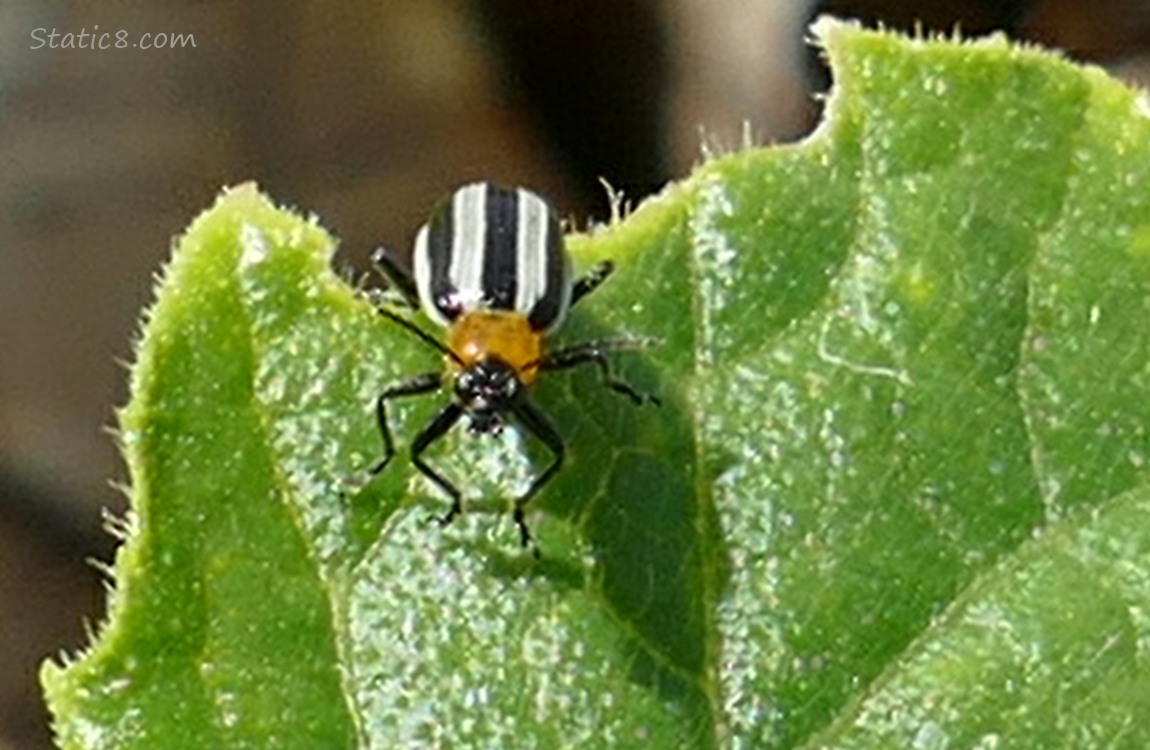 Striped Cucumber Beetle standing on a green leaf