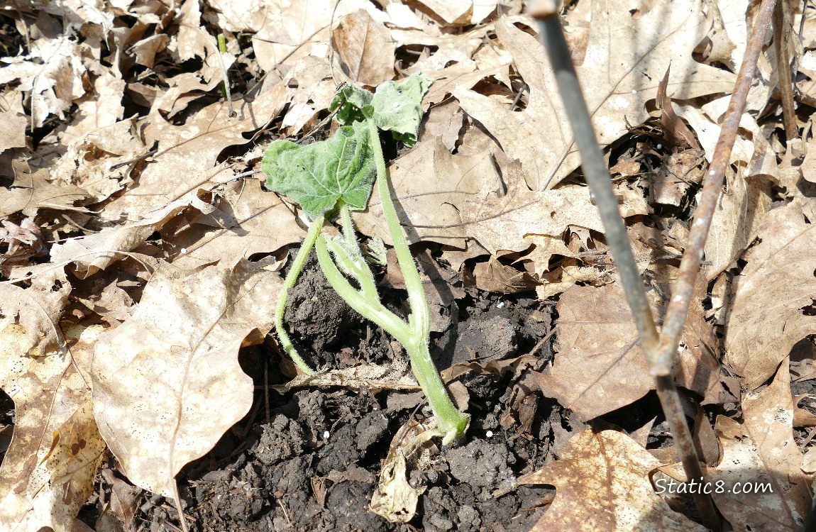 wilted squash plant