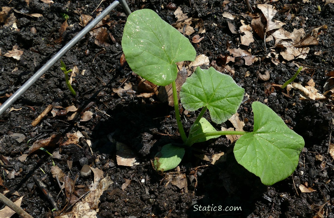 Squash plant next to a wire trellis