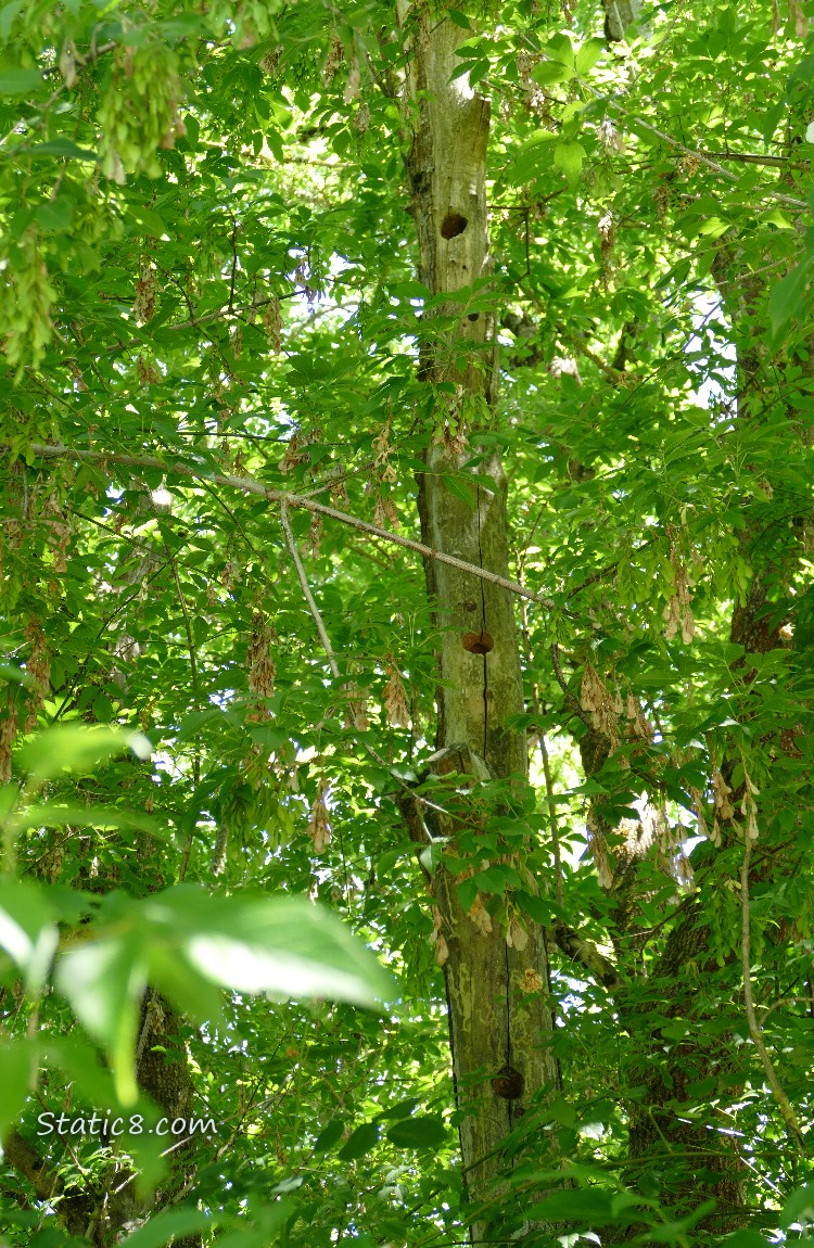 Woodpecker holes in a dead tree trunk