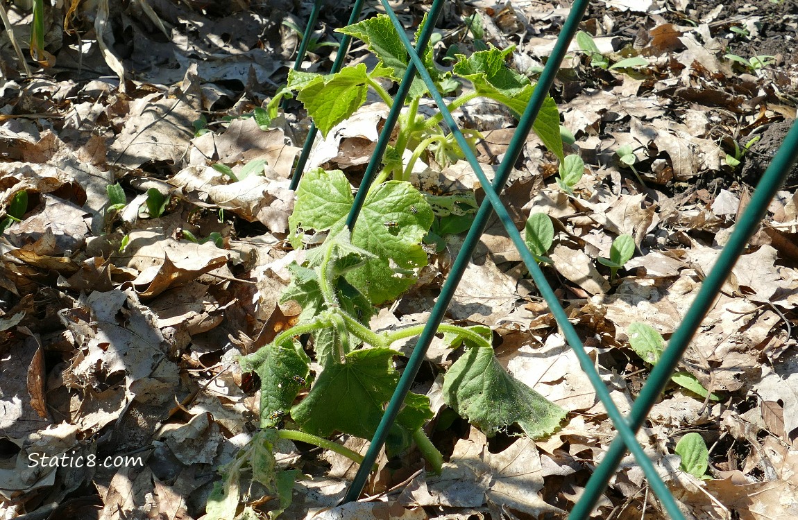 Wilted cucumber plant