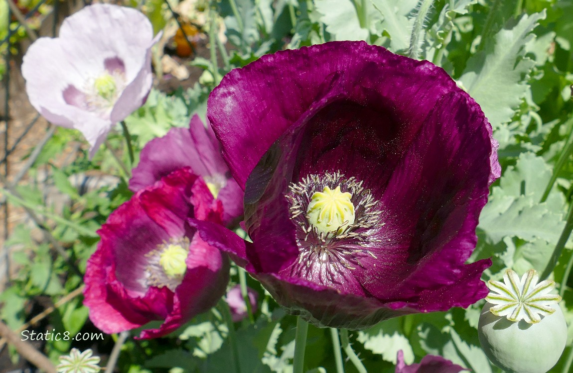 Breadseed Poppy blooms