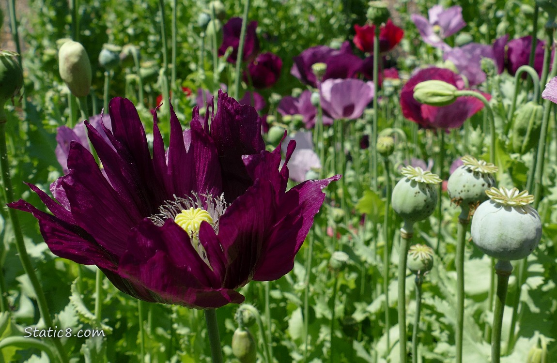 Breadseed Poppy blooms