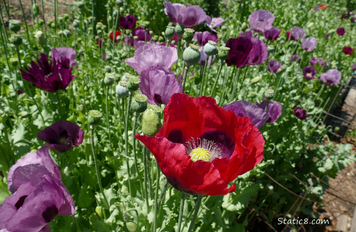 Breadseed Poppy blooms