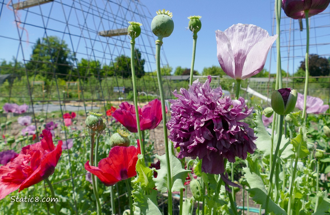 Breadseed Poppy blooms in front of the blue sky