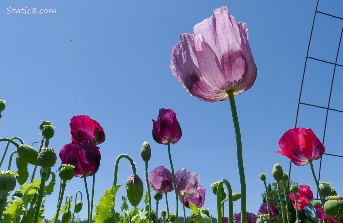 Breadseed Poppy blooms in front of the blue sky