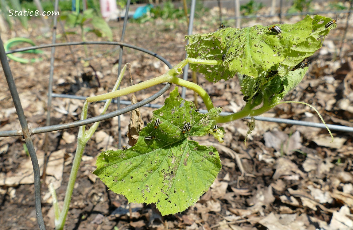 squash plant with Cucumber Beetles on it