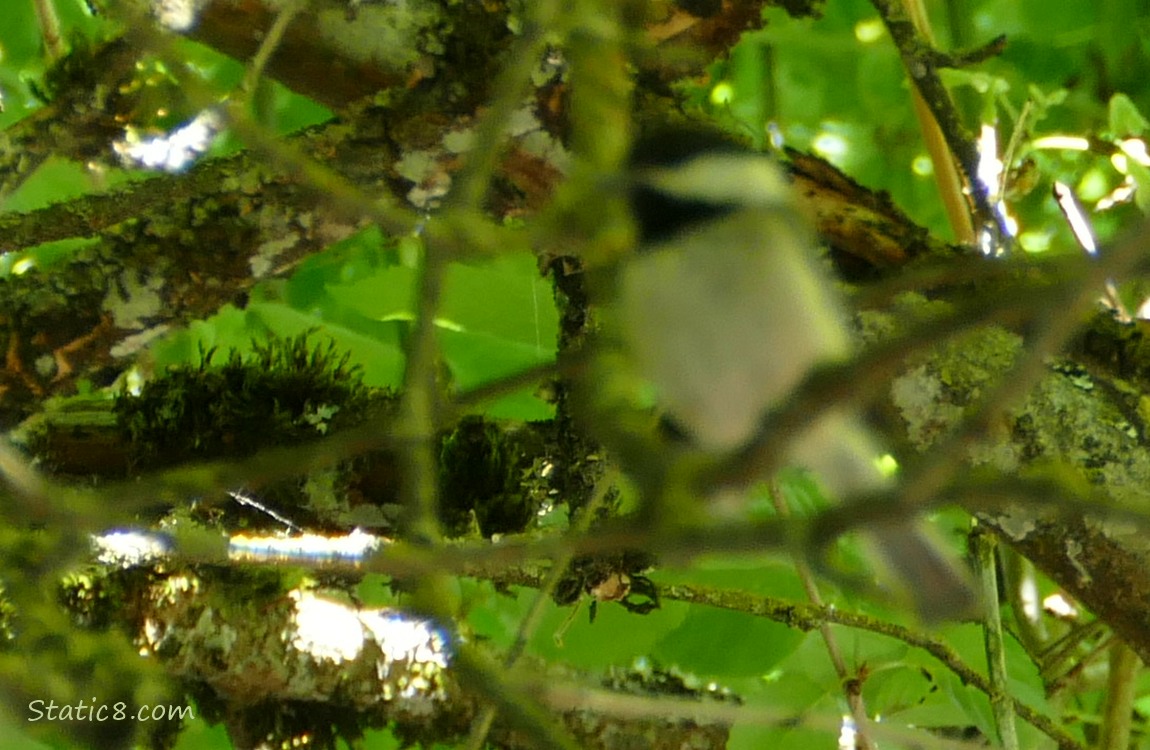 Blurry Chickadee