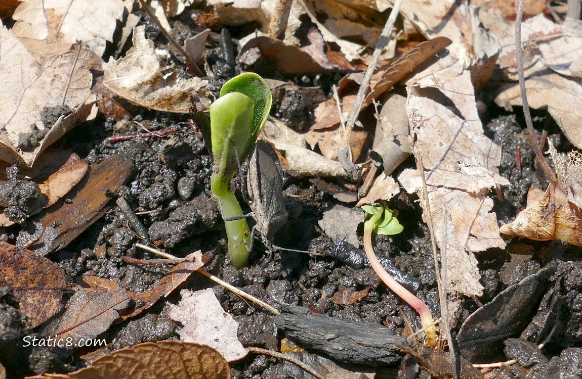 Beetle standing on a squash seedling