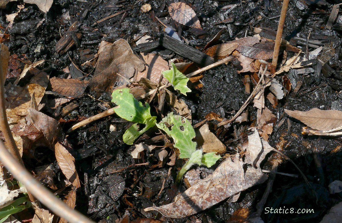 Munched squash seedlings
