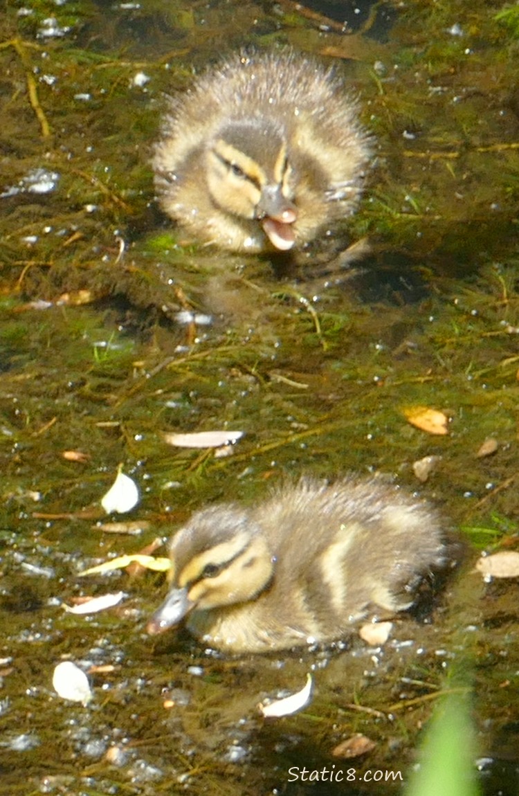 Two ducklings paddling on the water