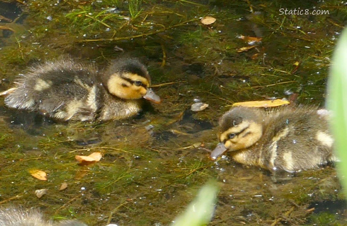 Two Ducklings paddling on the water