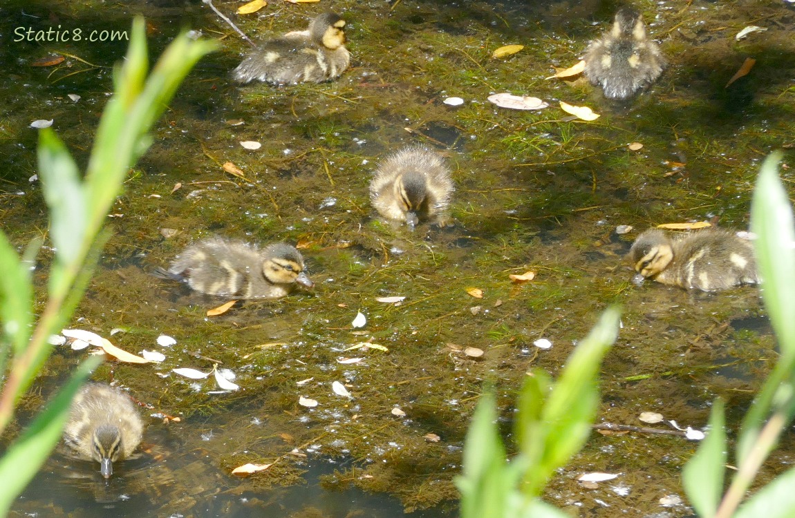 Six ducklings paddling on the water