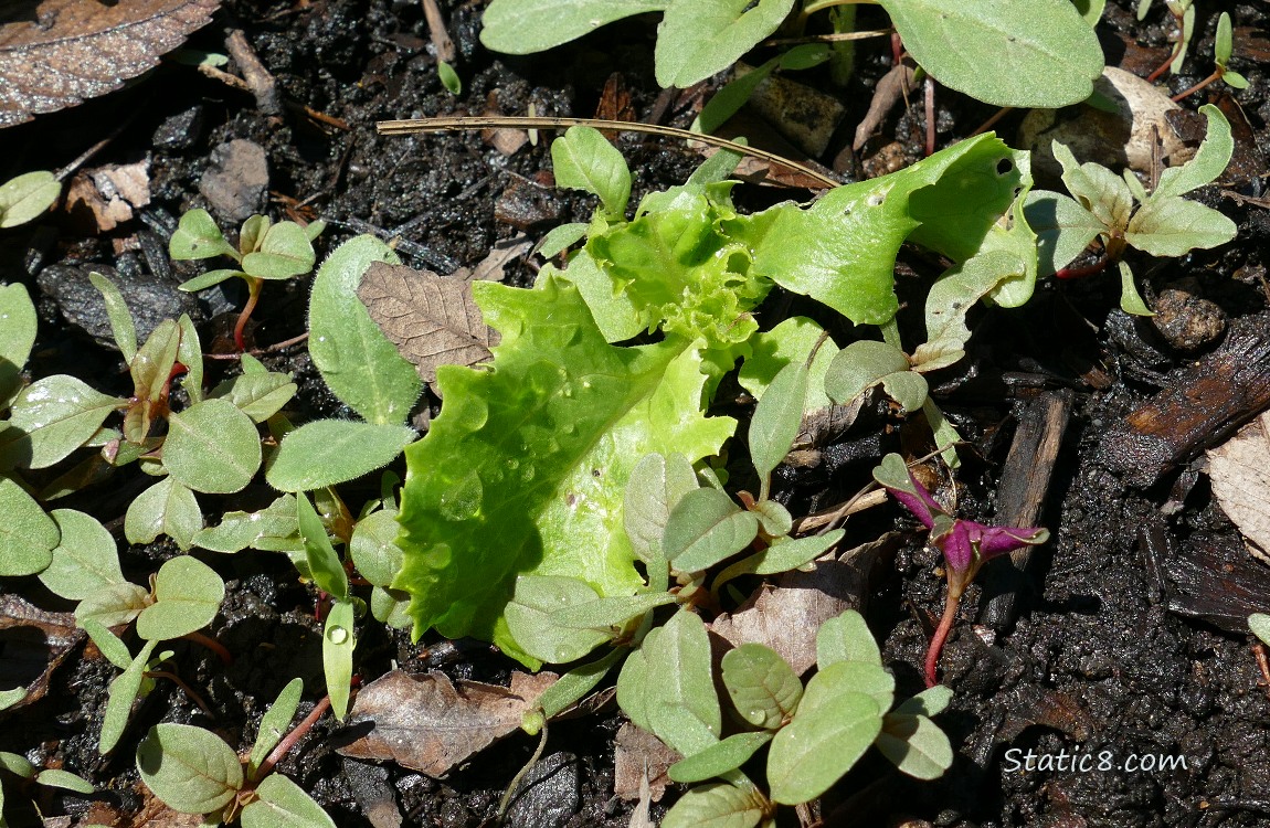 Lettuce seedling