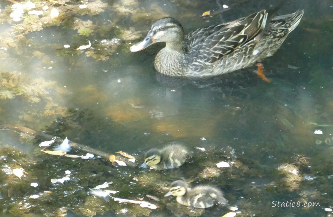 Mama Mallard and two ducklings paddling ont he water