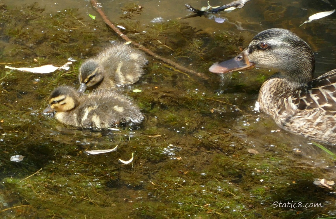 Mama and two ducklings paddling on the water