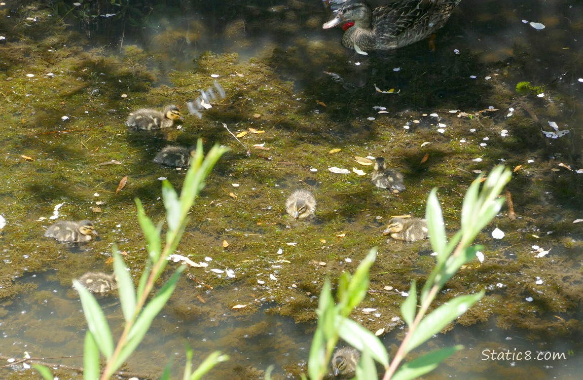 Mama and eight ducklings paddling on the water