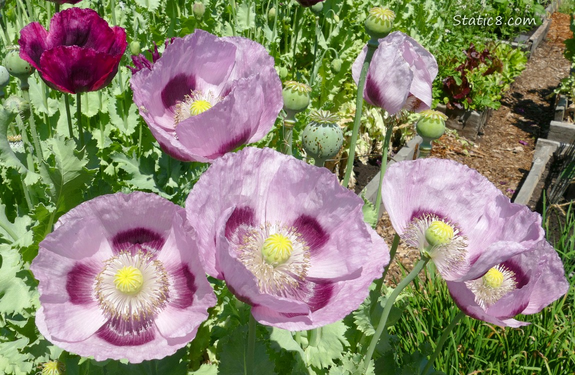 Purple Breadseed Poppy blooms