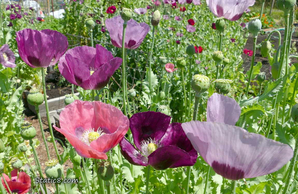 Purple Poppy blooms with a single pink bloom