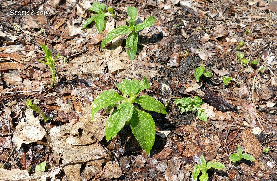 Small Sunchoke plants growing