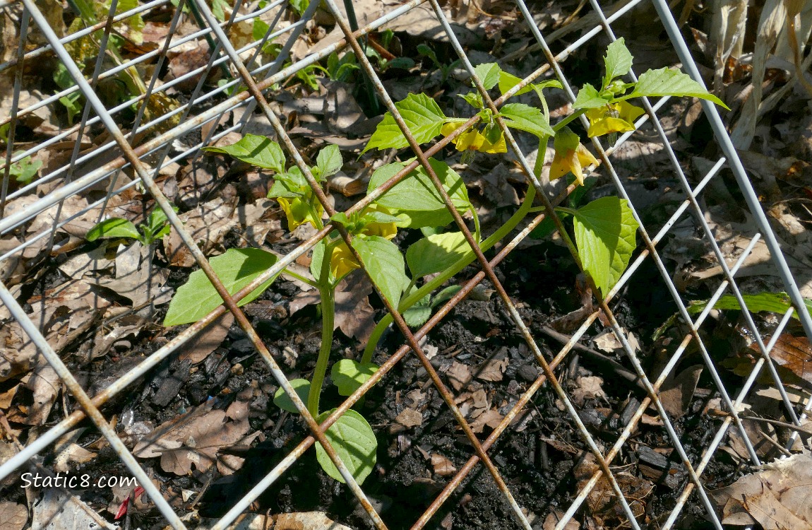 small Tomatillo plants under a metal grid