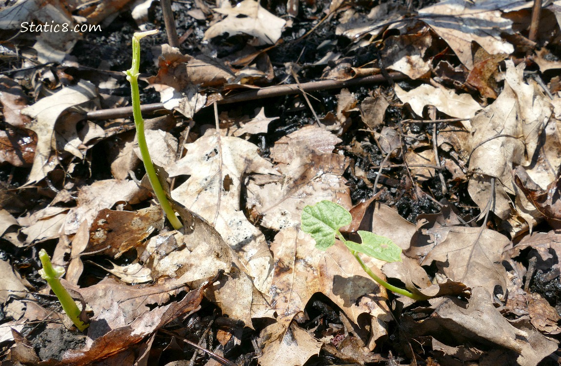 munched bean seedlings