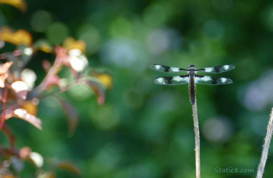 Eight Spot Skimmer dragonfly standing on a twig